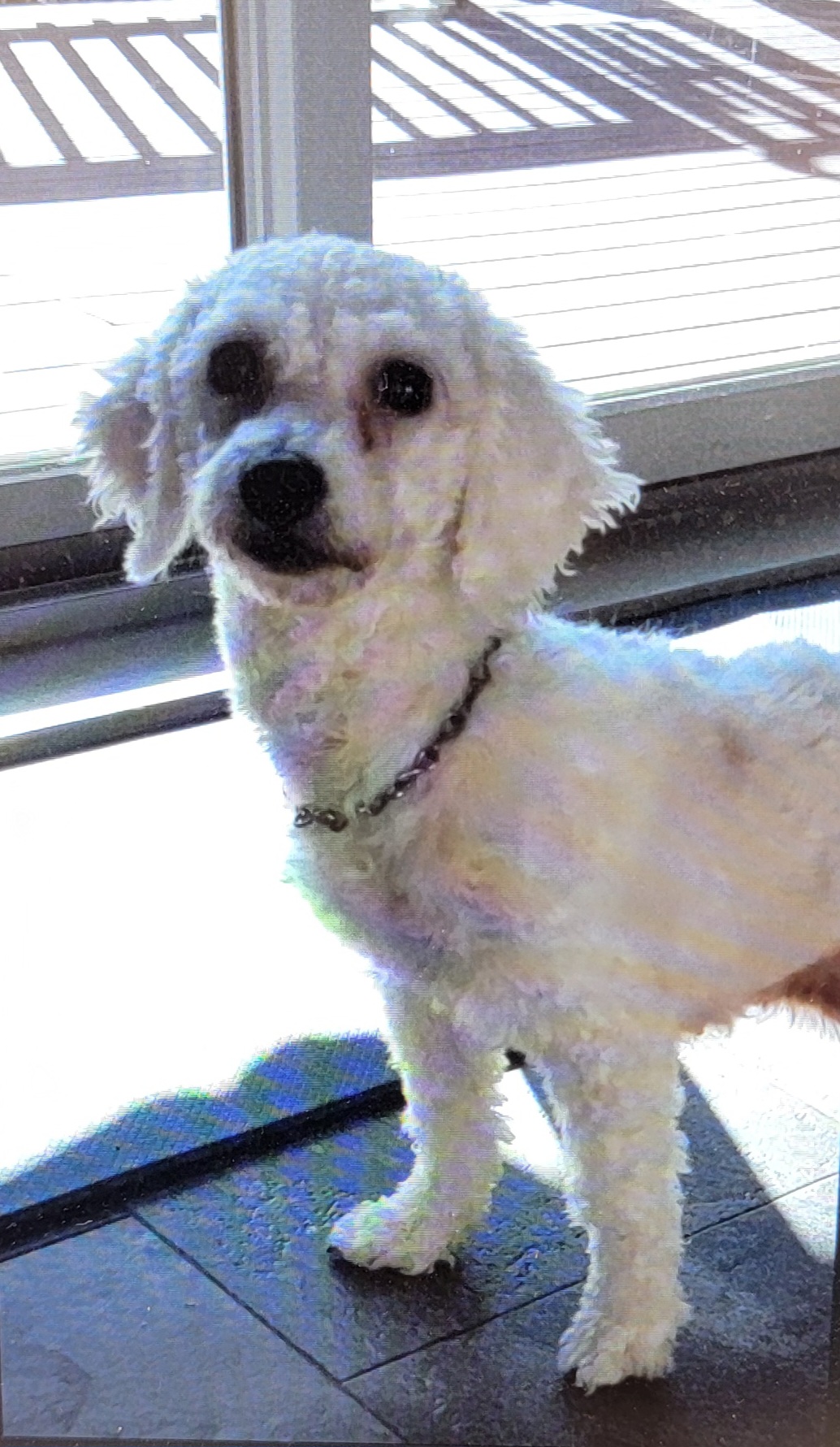 puppy, for, sale, Cav - A - Chon, Loren & Elaine  Nolt, dog, breeder, East Earl, PA, dog-breeder, puppy-for-sale, forsale, nearby, find, puppyfind, locator, puppylocator, aca